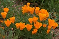 California Poppies