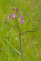 Wild Radish