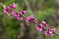 Western Redbud