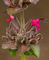 California Hummingbird Sage