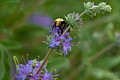 Sage with Bumblebee