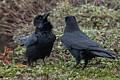 Ravens