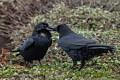 Ravens