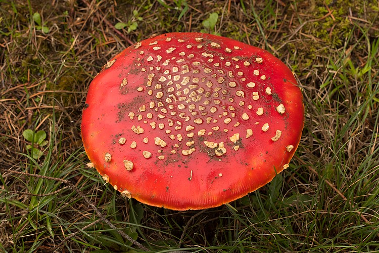 Giant Mushroom