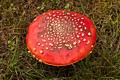 Giant Mushroom