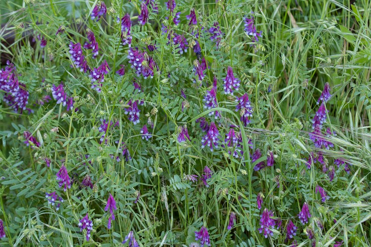 Winter Vetch