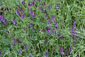 Winter Vetch