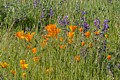 California Poppies