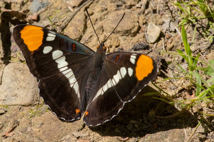California Sister Butterfly