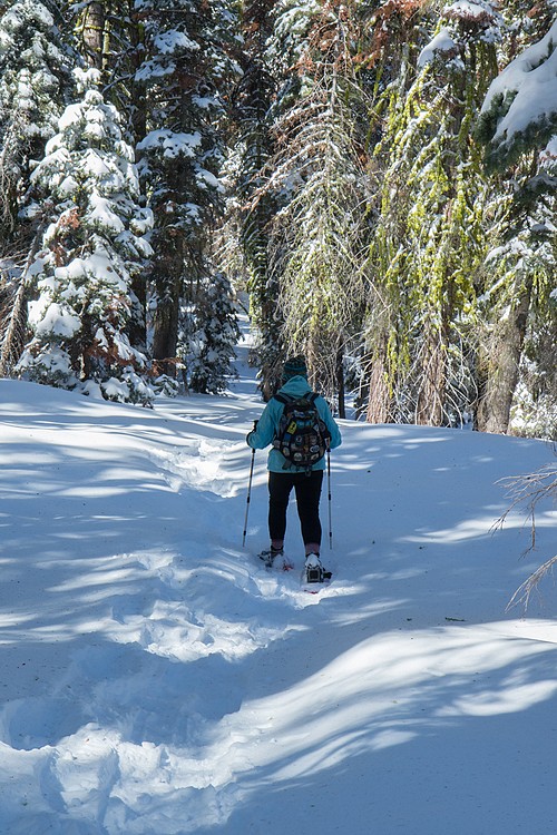 Dewey Point Ridge Trail