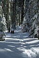 Dewey Point Ridge Trail