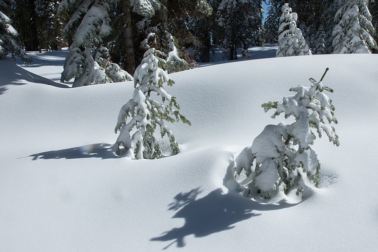 Snow-covered Trees