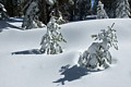 Snow-covered Trees