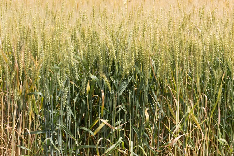 Wheat