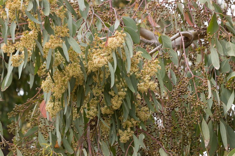 Eucalyptus flowers