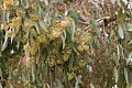 Eucalyptus flowers