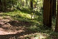 Redwood forest undergrowth