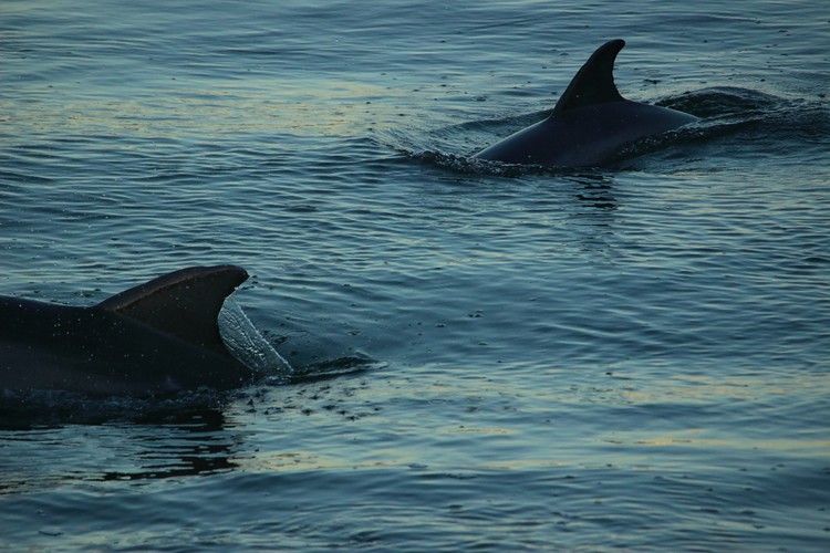 Dolphins in the Canaveral Locks