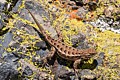 Western Fence Lizard