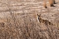 Coyote Hills - September 22, 2017