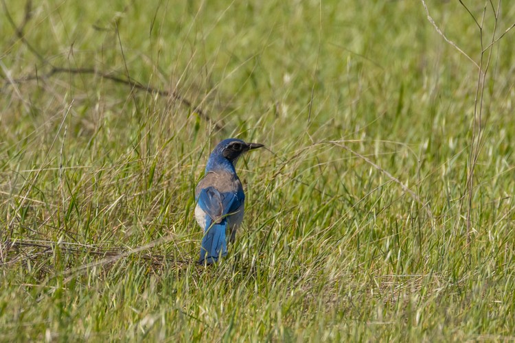 Scrub Jay