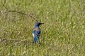 Scrub Jay