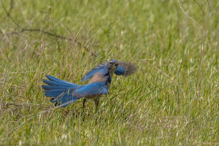 Scrub Jay
