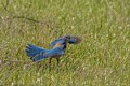 Scrub Jay