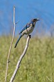 Scrub Jay