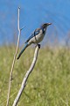 Scrub Jay