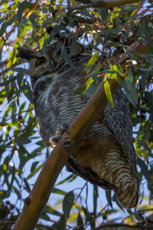 Great Horned Owl