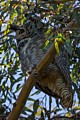 Great Horned Owl