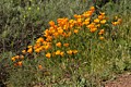 California Poppies