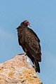 Turkey Vulture