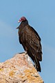 Turkey Vulture