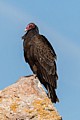 Turkey Vulture