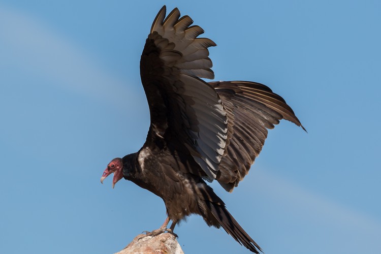 Turkey Vulture