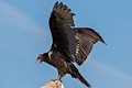 Turkey Vulture