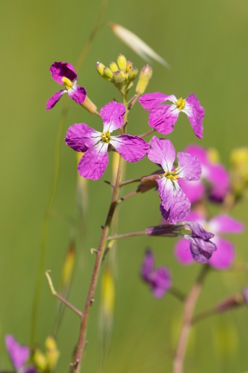 Wild Radish