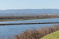 Salt ponds and Dumbarton Bridge