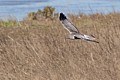 Northern Harrier