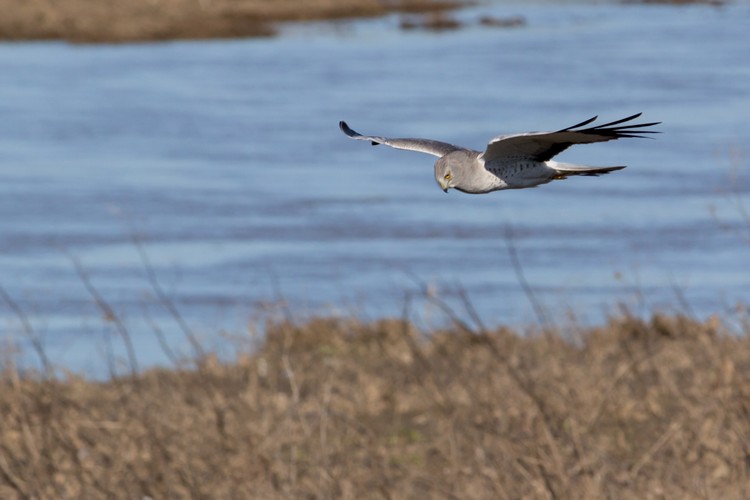Northern Harrier