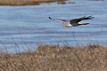 Northern Harrier