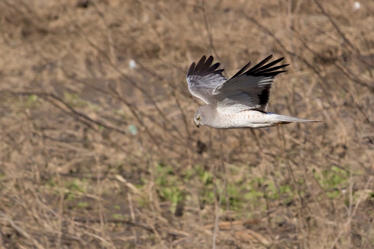 Northern Harrier
