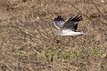 Northern Harrier