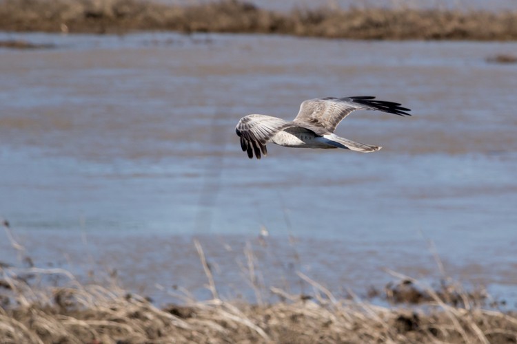 Northern Harrier