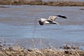 Northern Harrier