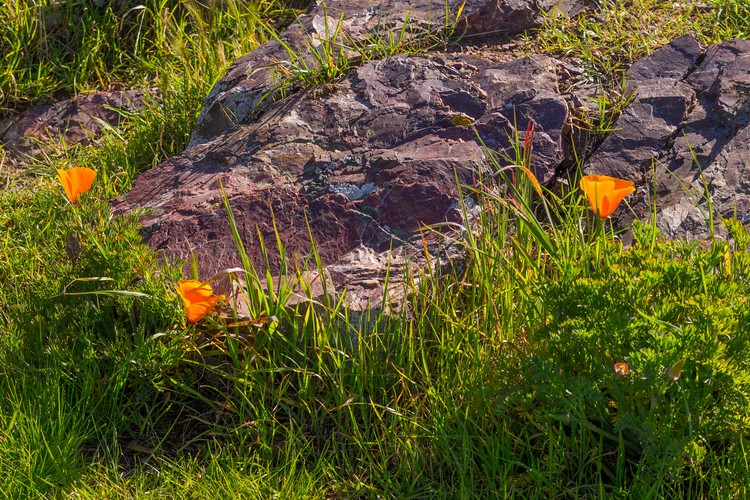 California poppies