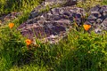 California poppies