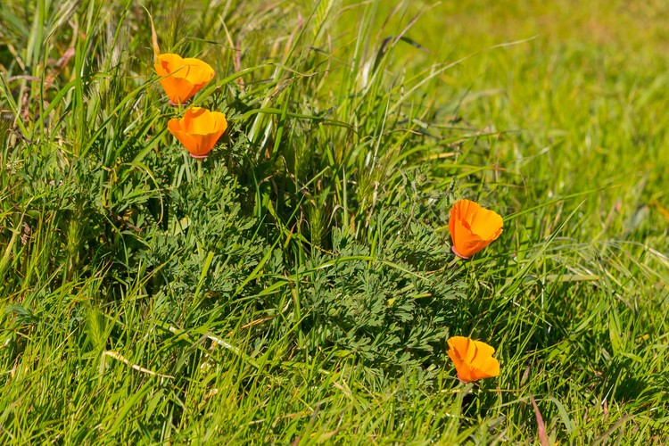 California poppies